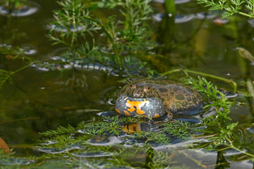 rufende Rotbauchunke (Bombina bombina) - European fire-bellied toad