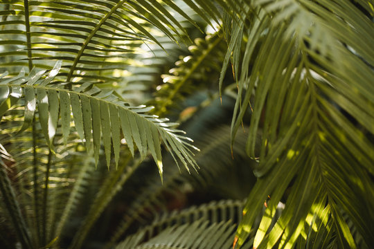 Creative tropical green leaves layout. Nature summer concept. Tropical palm foliage