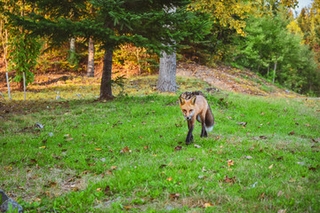 On the sly red fox (Vulpes vulpes) in La Mauricie National Park, Canada