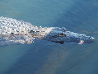 Alligator in den Everglades in Florida