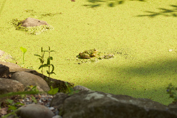 Animals in the zoo in Ostrava. Czech Republic