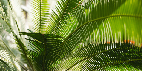 Creative tropical green leaves layout. Nature summer concept. Tropical palm foliage. Sun over green palm leaves