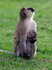 Vervet monkey, Ceropithecus aethiops
