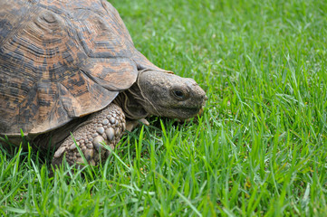 turtle on green grass in africa