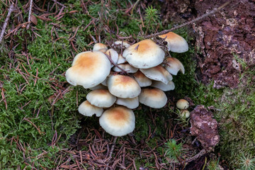Mushrooms growing in the forest
