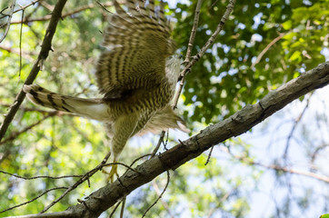 Flying hawk