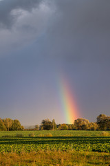 rainbow beauty