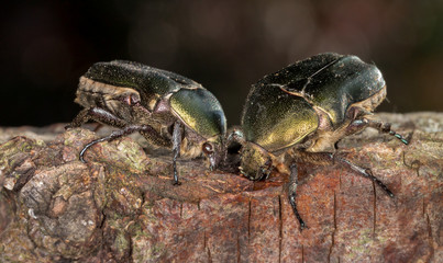 fighting beetles