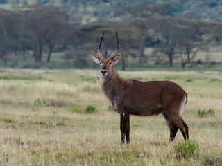 Waterbuck, Kobus ellipsipymaus