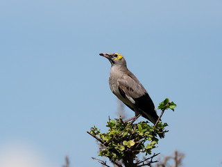 Wattled starling, Creatophora cinerea