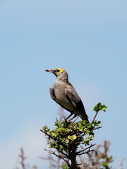 Wattled starling, Creatophora cinerea