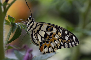 butterfly on a flower