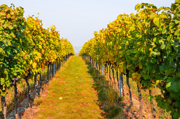 Fototapeta premium Colorful autumn vineyard with ripe grapes of Pinot Gris. Fall vineyards in yellow and orange color leading downhill, white sky. Colors of nature, seasons of the year. Photographed before harvest