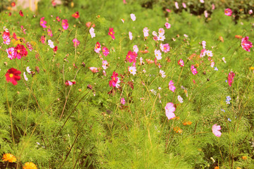 Cosmos flowers in the summer garden on a sunny day close-up. Retro style toned