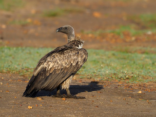White-backed vulture, Gyps africanus