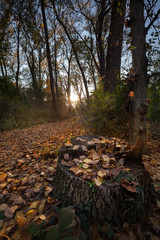 AUTUMN IN THE FOREST 