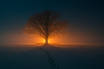 Obraz na płótnie Canvas fire tree at cold winter night