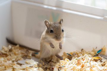 Little mouse, gerbil cub sitting in a box with sawdust - obrazy, fototapety, plakaty