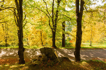 Fototapeta na wymiar Autumn forest scenery with road of fall leaves & warm light illumining the gold foliage. Footpath in scene autumn forest nature. Vivid october day in colorful forest, maple autumn trees road fall way
