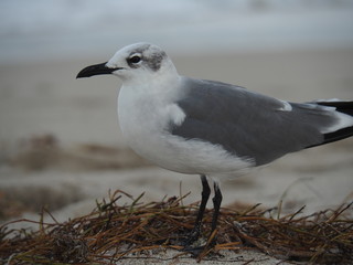 Möwe am Strand