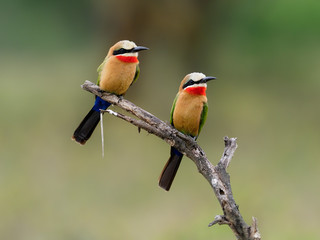 White-fronted bee-eater,Merops bullockoides,