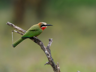 White-fronted bee-eater,Merops bullockoides,