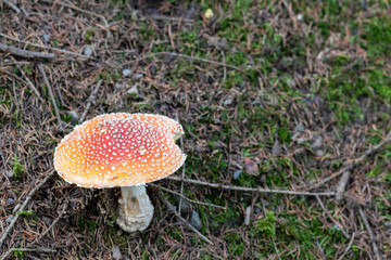 Fly agaric in the Bavarian Forest