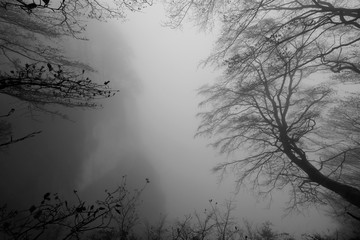 trees in the mist, tree burial, forest cemetery