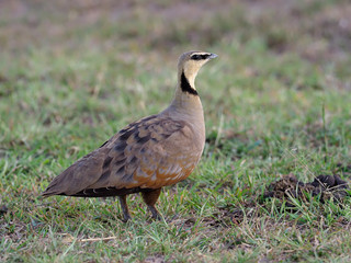 Yellow-throated sandgrouse, Pterocles gutturalis