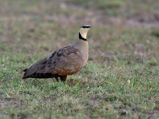 Yellow-throated sandgrouse, Pterocles gutturalis