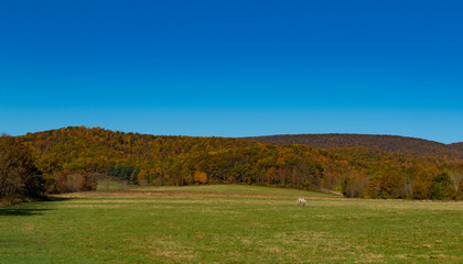 Fall Pasture 