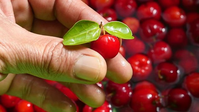 Picking red cherry. Tropical fruit acerola berry, organic, healthy food