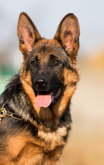 German shepherd puppy age 5 months in the grass