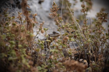 Photo of lizard in the grass with vignetting effect