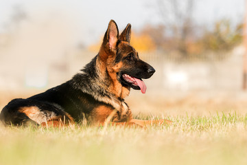 German shepherd puppy age 5 months in the grass
