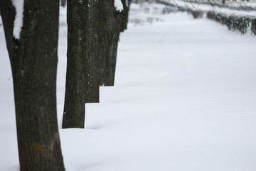 Trees in snowy park in winter. Selective focus