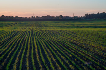 crop at sunset time