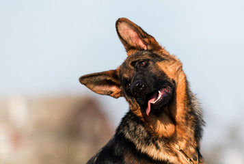 German shepherd puppy age 5 months in the grass