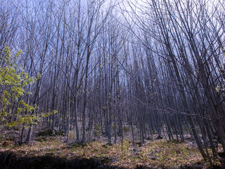 BOSQUE Y ÁRBOLES DESNUDOS, PAISAJE EN AZUL