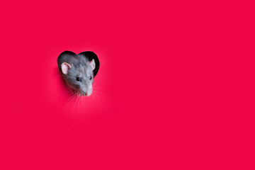 A cute funny rat dambo looks out of a heart-shaped hole in red paper. Lovely pet. The rat is a symbol of the 2020 foot.