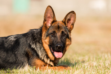 German shepherd puppy in the grass
