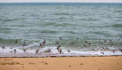 flying sea birds seagull and beachs in France