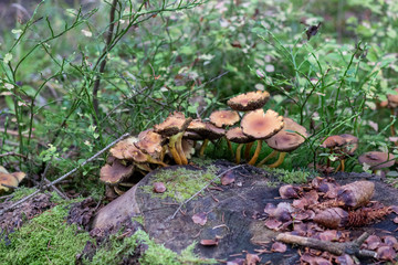 Mushroom growing in the forest on a tree stomp