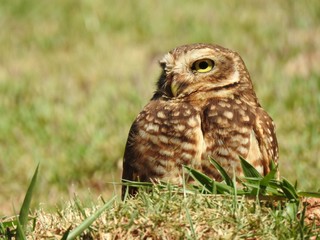 Close-up of a burrowing on a sunny and bright day. In the background, unfocused green vegetation.