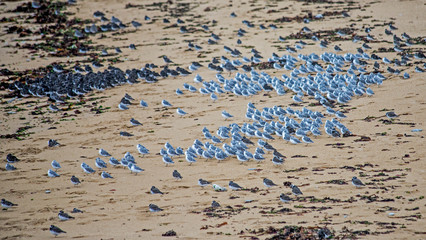 flying sea birds seagull and beachs in France