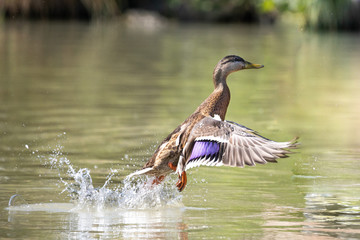 duck in water
