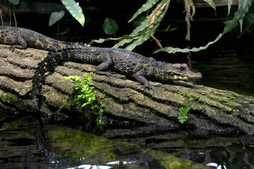 Junges Krokodil