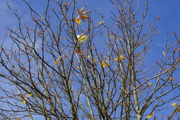 Kastanie mit letzten Herbstblättern vor blauem Himmel