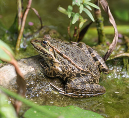 sunbathing Frog
