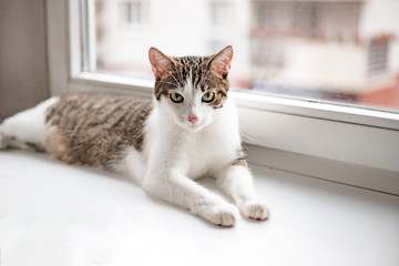 Beautiful home cat lying on the window sill, place for text,
